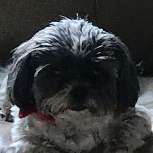 Meet your Posher, Roxanne